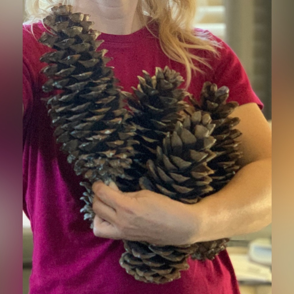 2 Gigantic pinecones!  Sugar pine cones XXL HUGE MASSIVE Very large ~ 10 inches